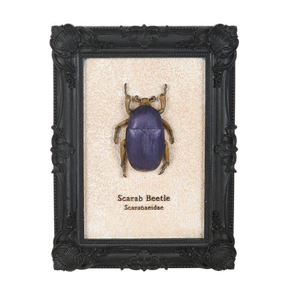 Scarab Beetle Framed Wall Art Print